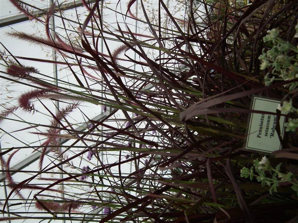 Floral marquee in the long water area 61